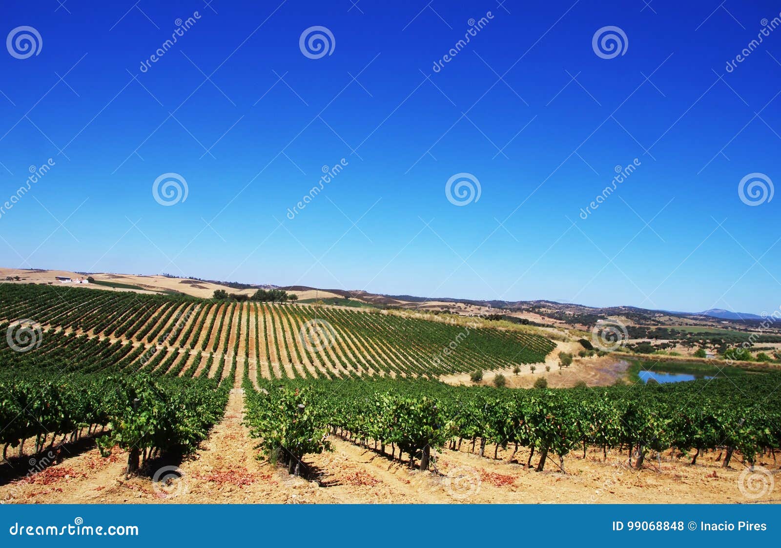 vineyard at alentejo region,portugal.