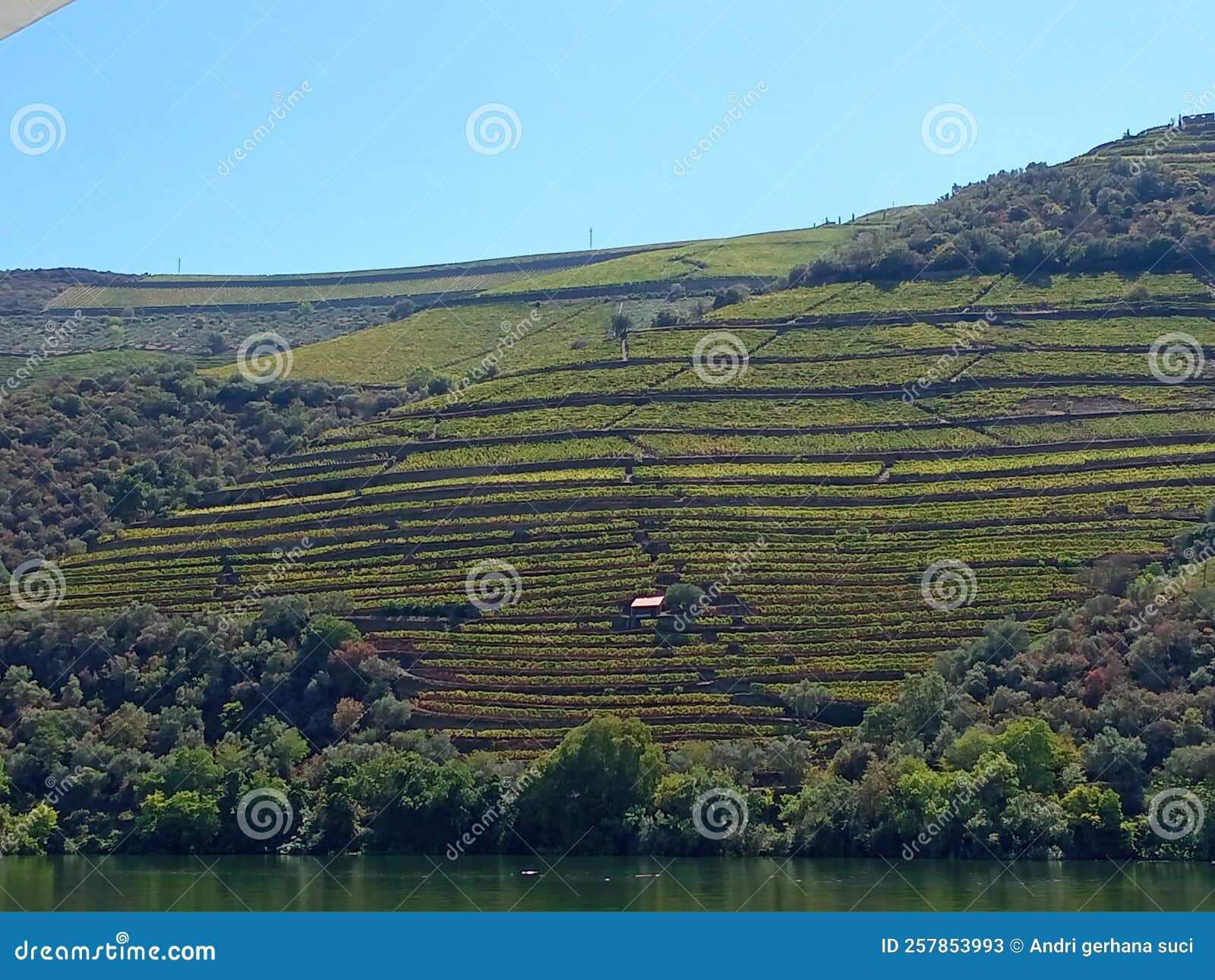 Vineyard Along Douro Rivers Stock Image Image of tree, landscape