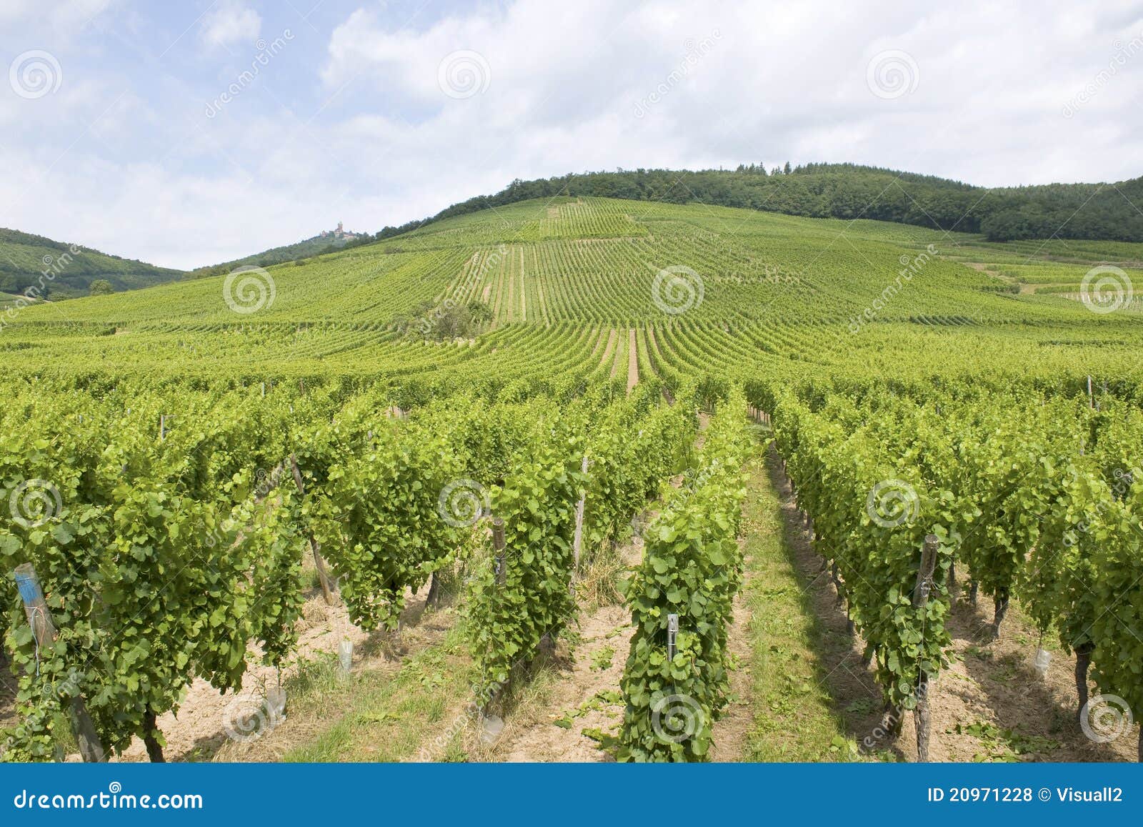 Vineyard from Alsace. France Stock Photo Image of field, cultivate
