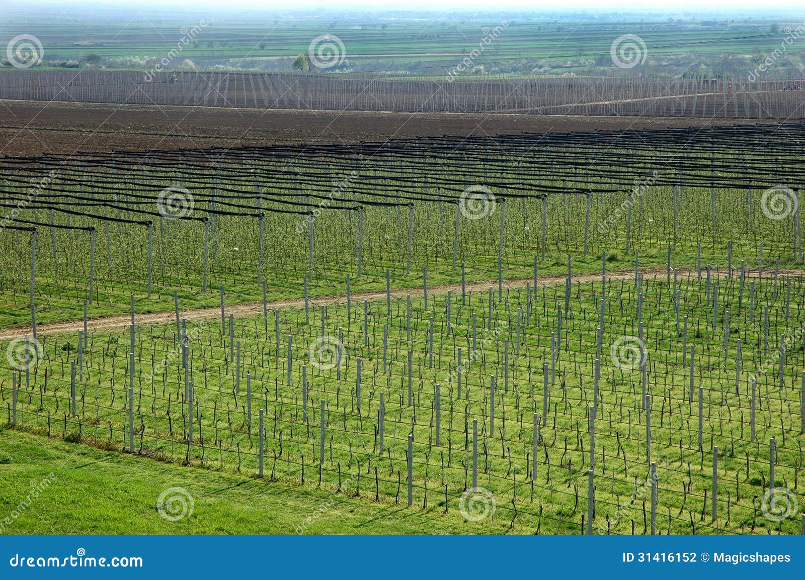 Vineyard and apple orchard stock photo. Image of orchard 31416152