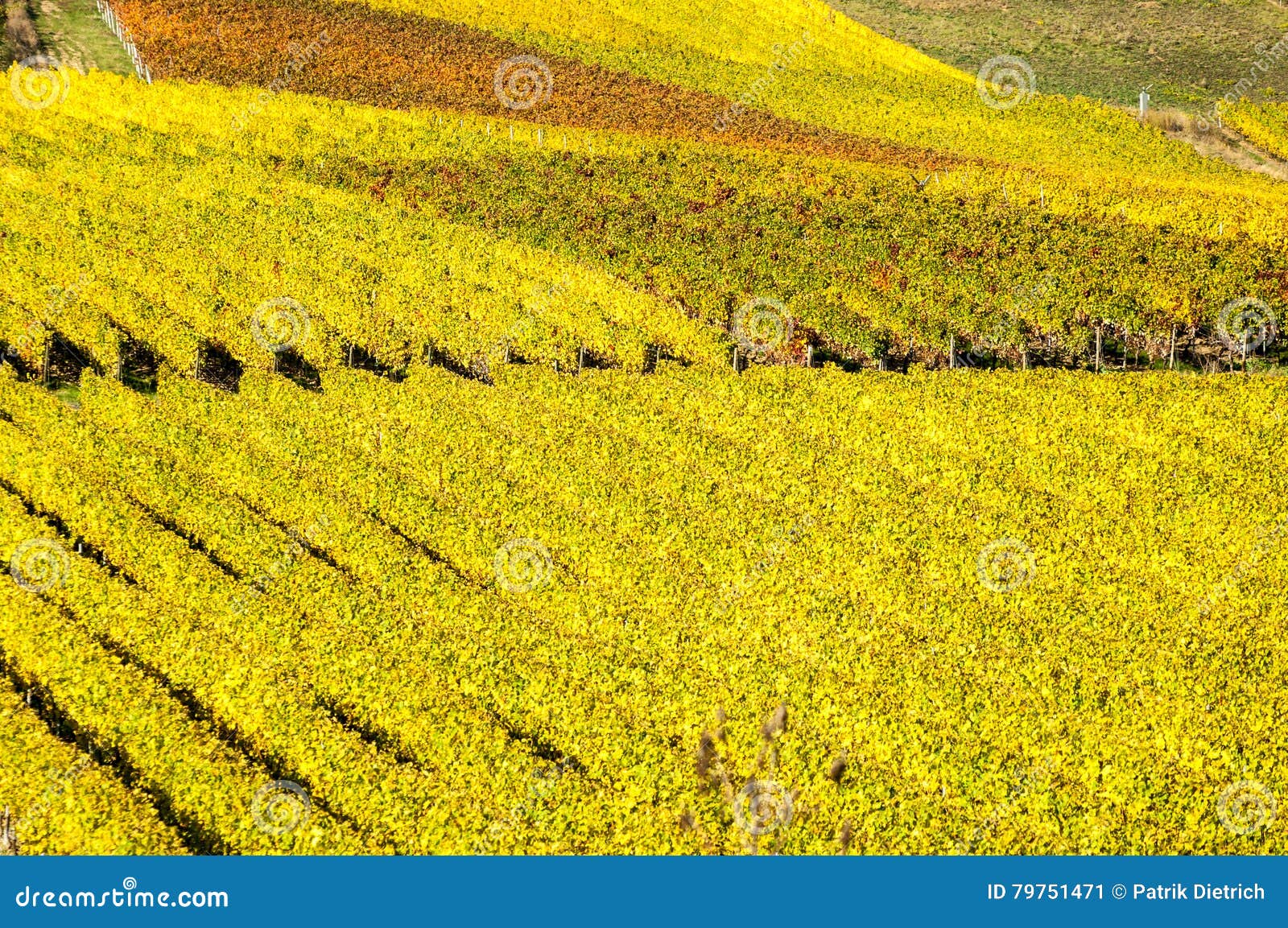 vineyard during autum in rhine-hesse, rheingau, germany