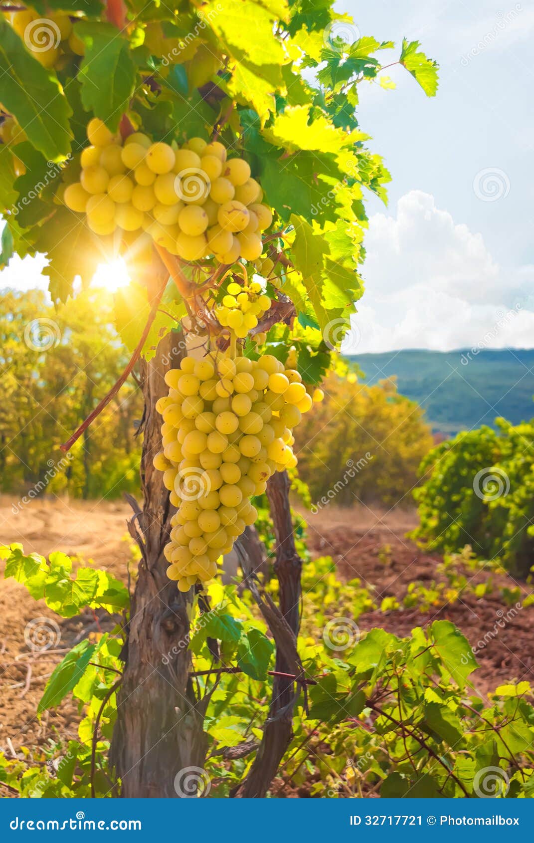 Vineyard in autumn at the sunset