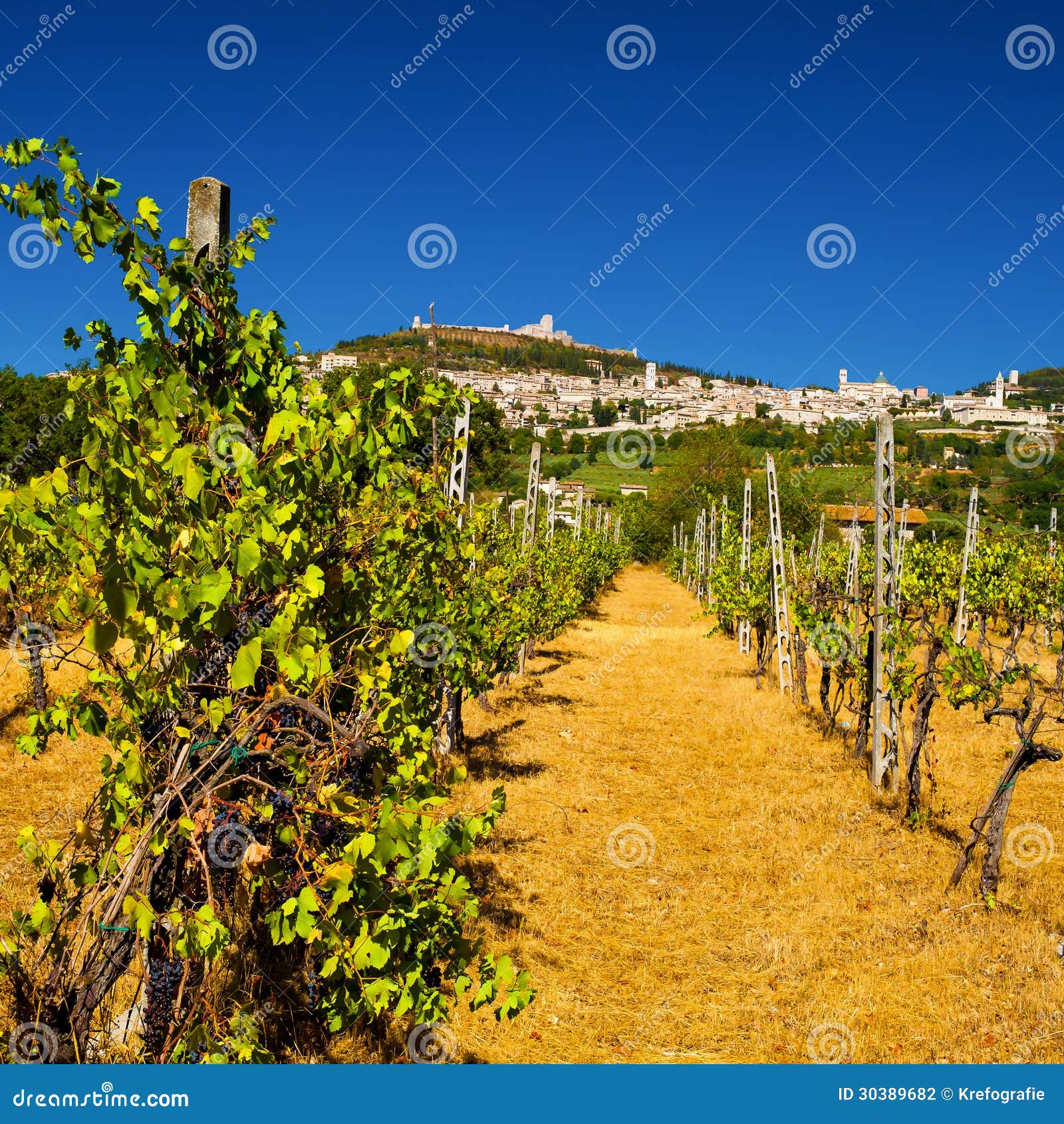 vineyard bellow rocca maggiore in umbria, assisi during a hot summer day