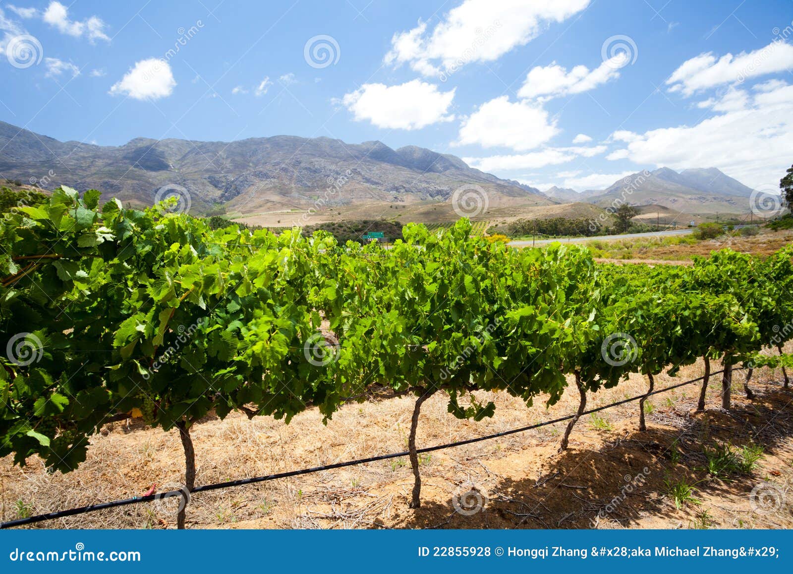 Vineyard in cape town stock photo. Image of harvest, beauty 22855928