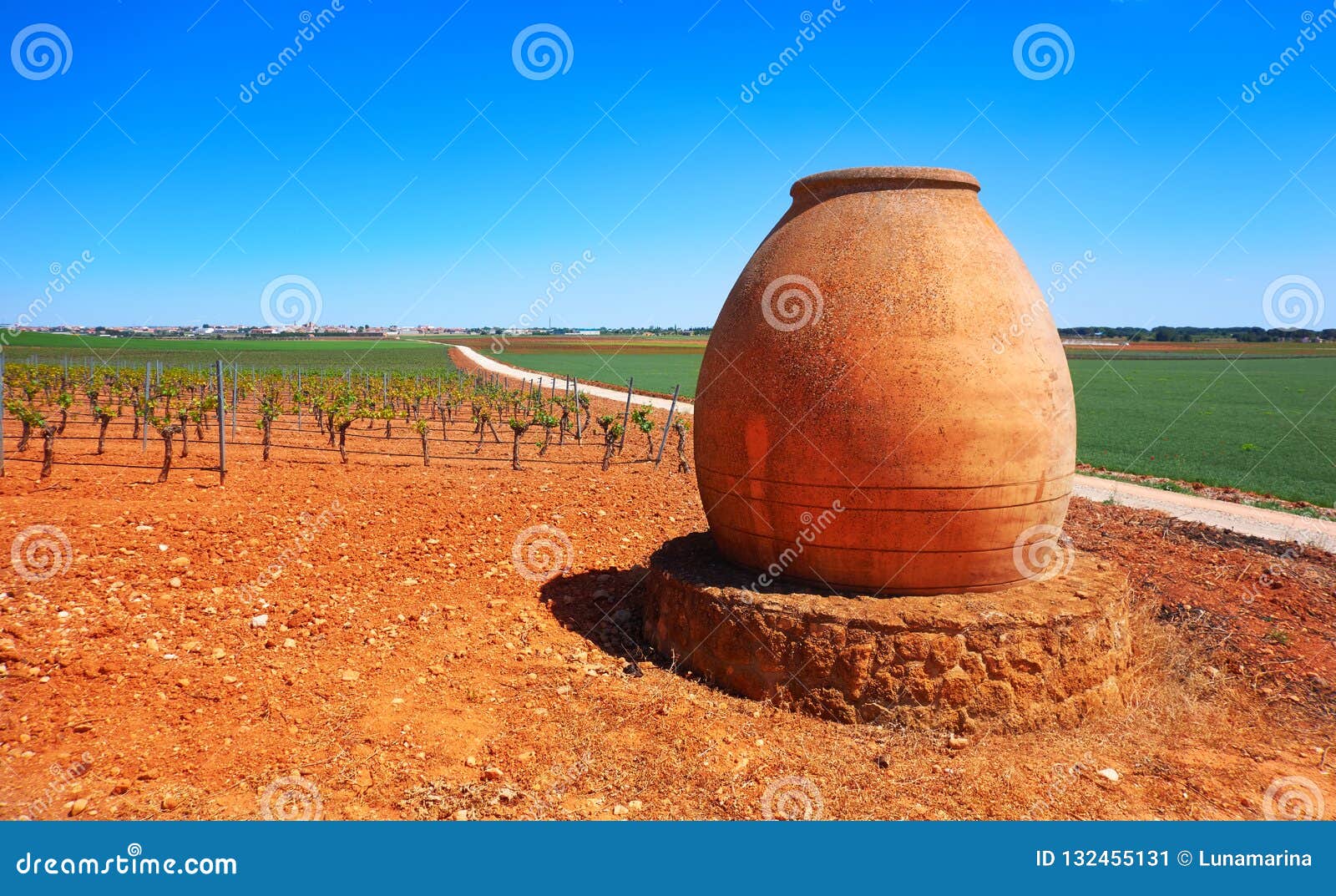 vineyard in castile la mancha of spain