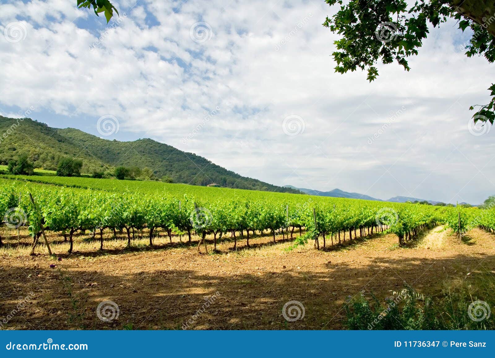 vineyard in catalonia