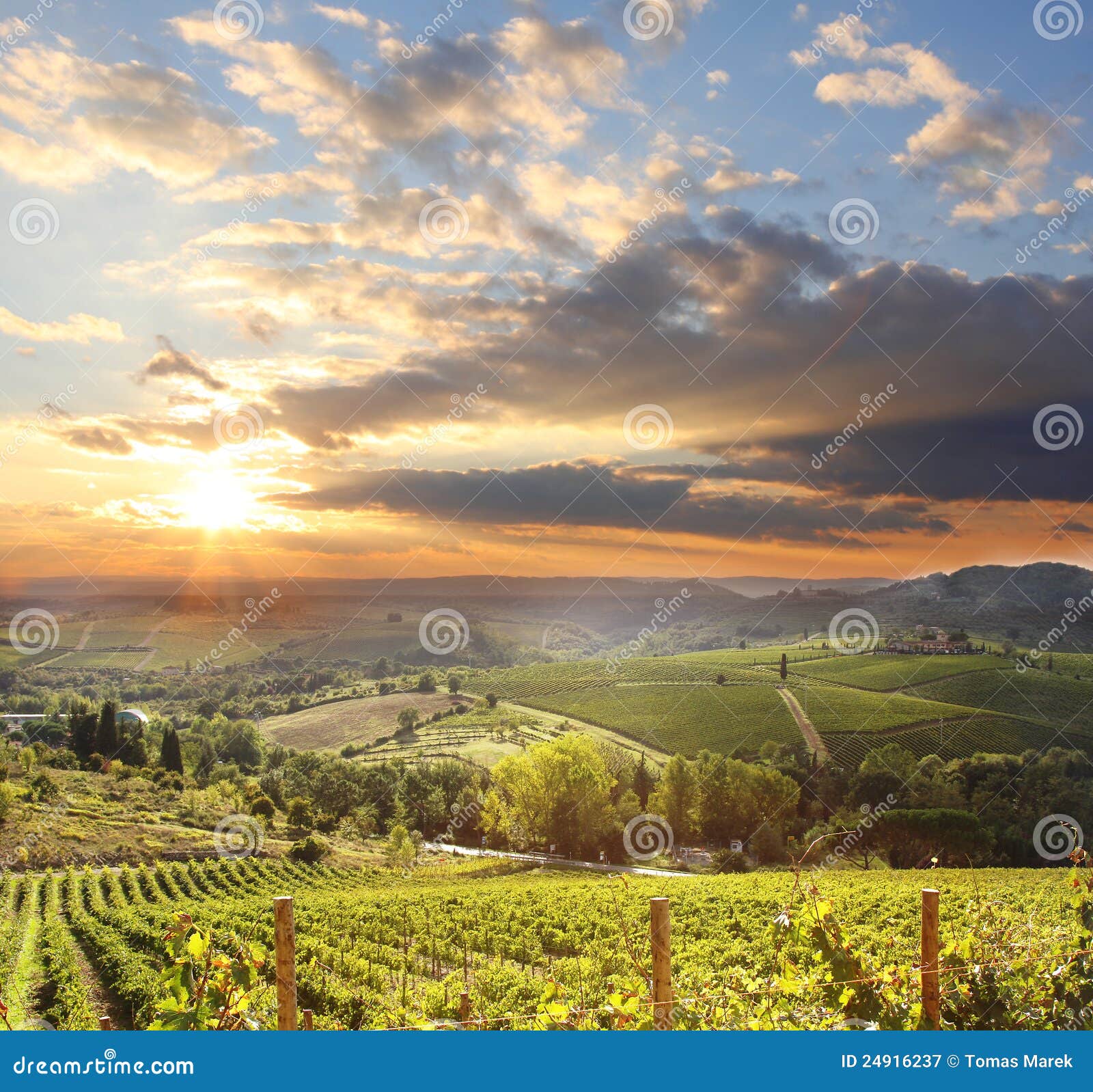 vineyard in chianti, tuscany