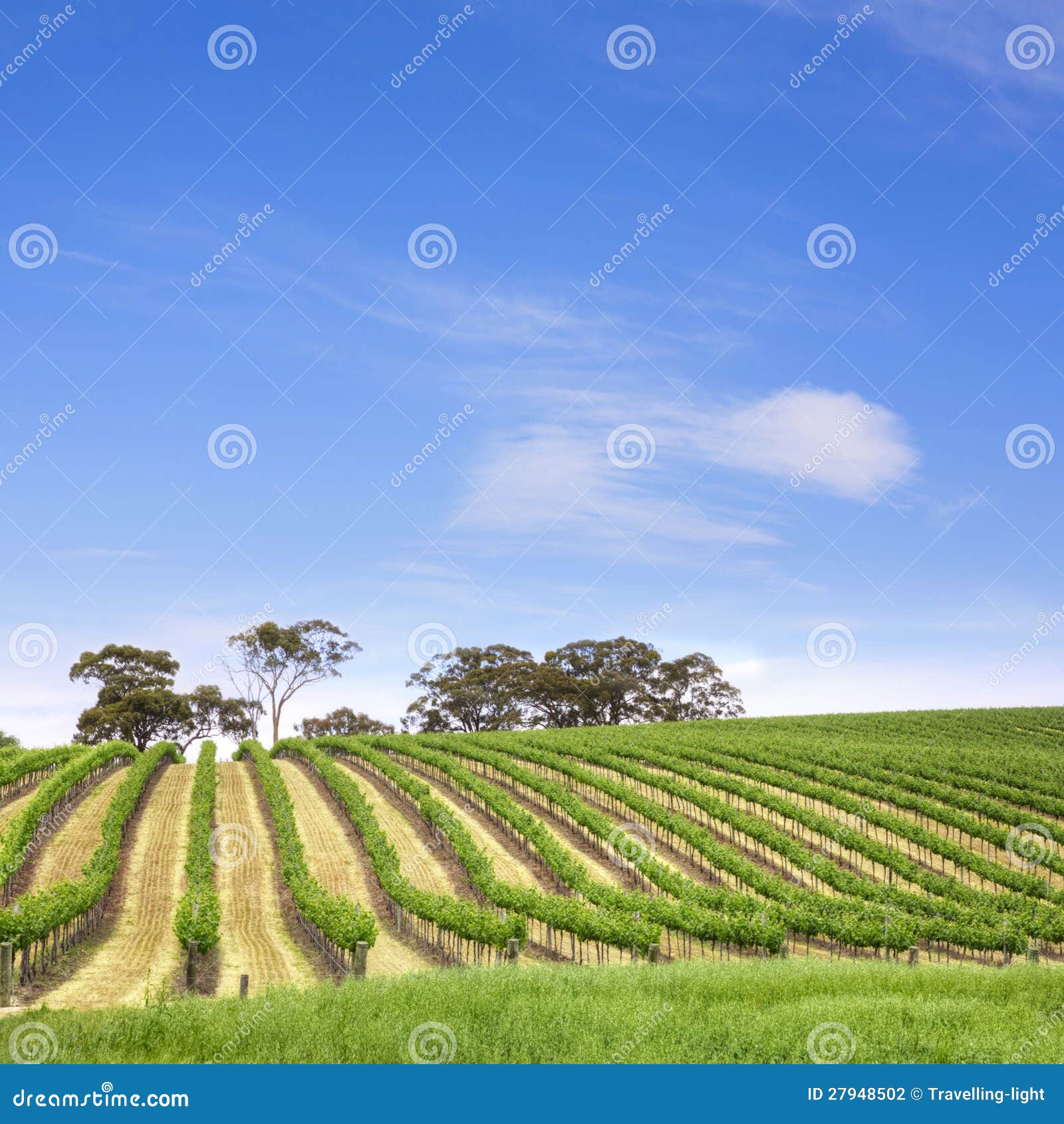 vineyard clare valley australia