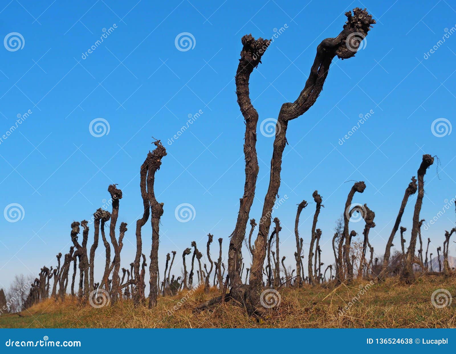 Vineyard with Dead Grape Vines for Disease. Stock Photo Image of