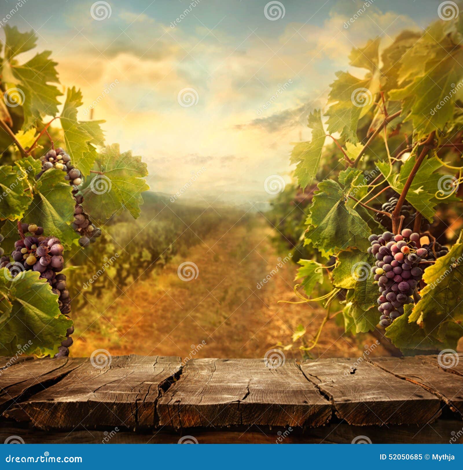 vineyard 