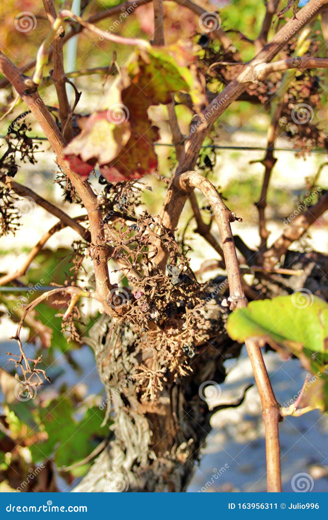 vineyard devastated by a fungal plague