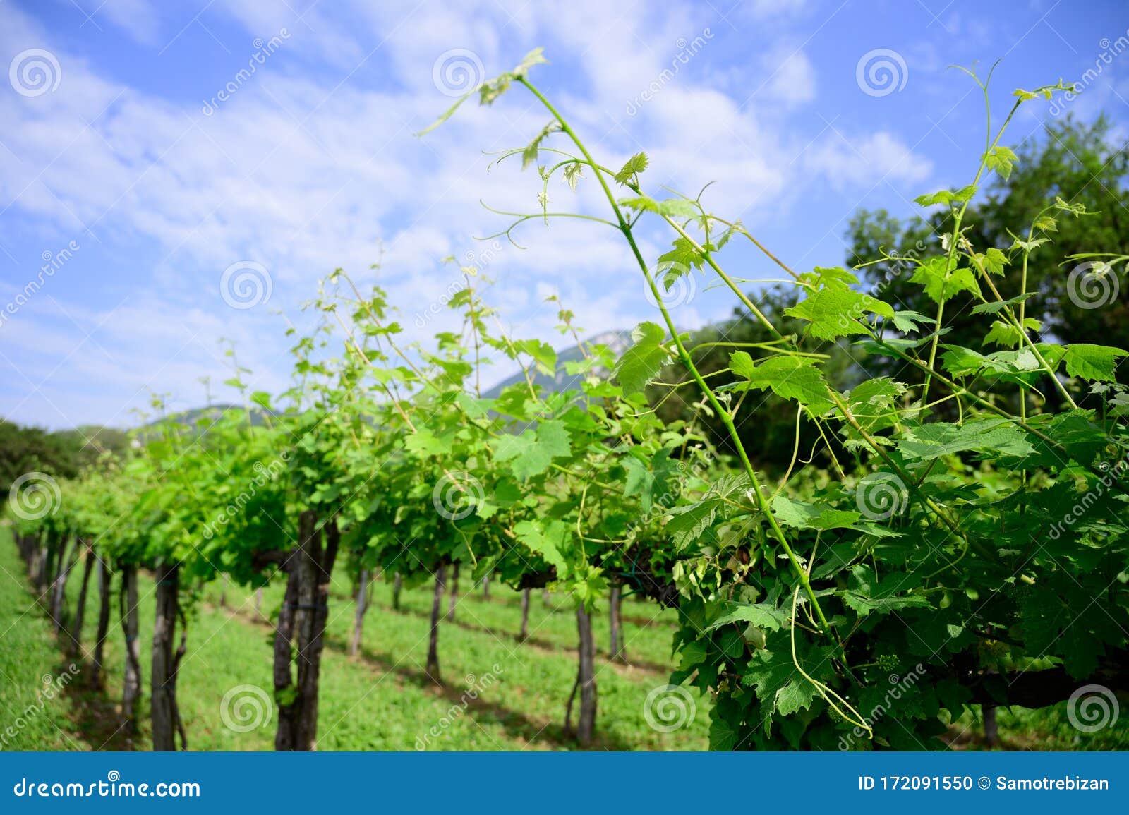vineyard in early spring with blie sky and clouds in background