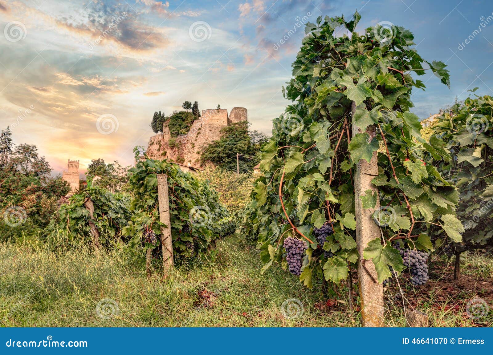 vineyard in emilia romagna, italy