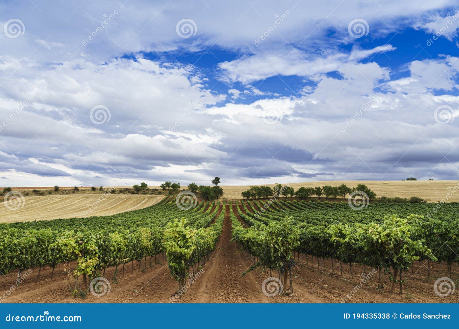 vineyard field with blue sky and white clouds in the region of ribera del duero.