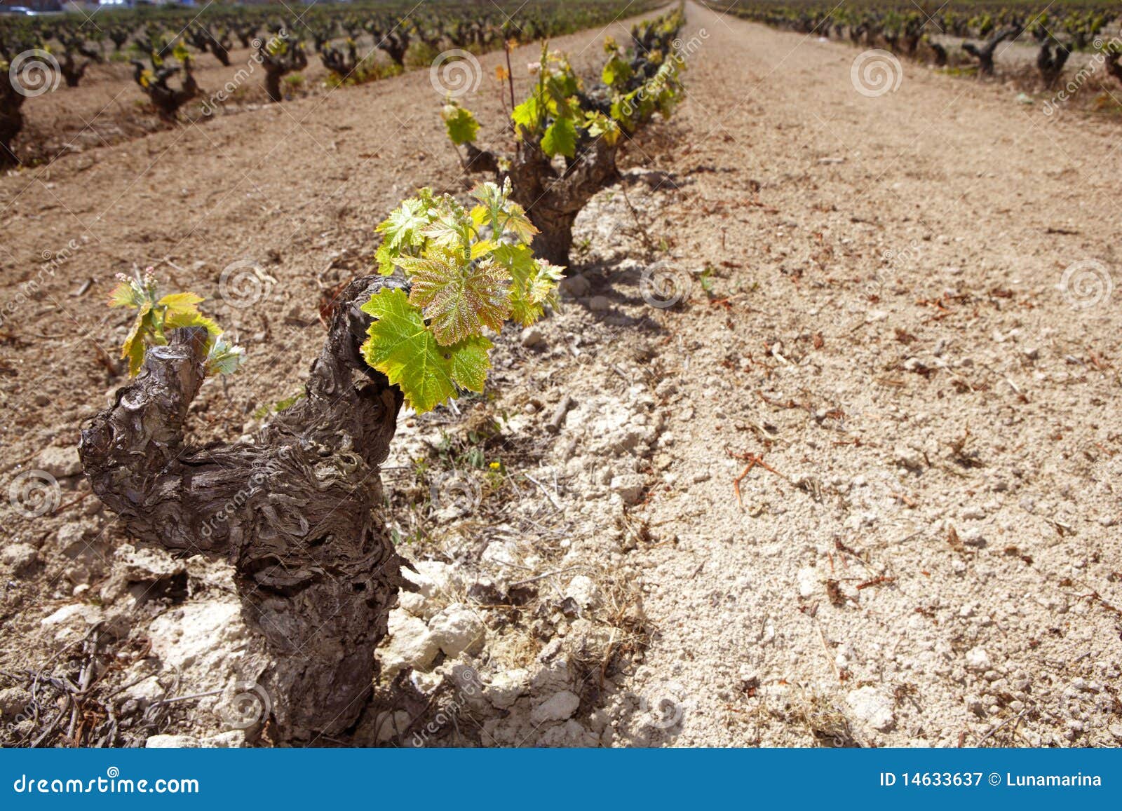 Vineyard First Sprouts in Row Field in Spain Stock Image Image of
