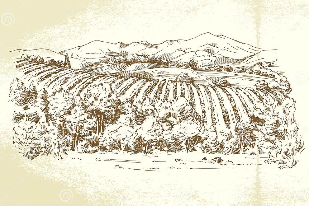 Vineyard France stock vector. Illustration of summer - 30315714