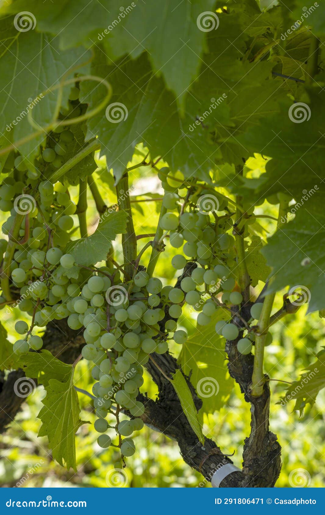 Vineyard with Frontenac Grapes. Quebec, Canada Stock Image Image of blanc, destinations 291806471