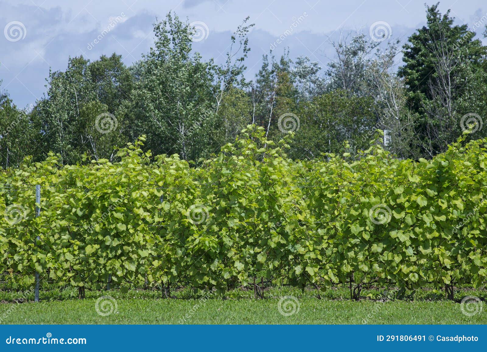 Vineyard with Frontenac Grapes. Quebec, Canada Stock Image Image of