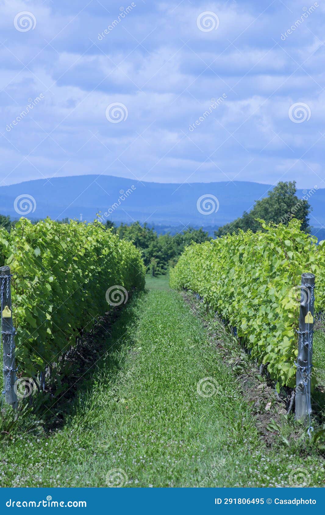 Vineyard with Frontenac Grapes. Quebec, Canada Stock Image Image of