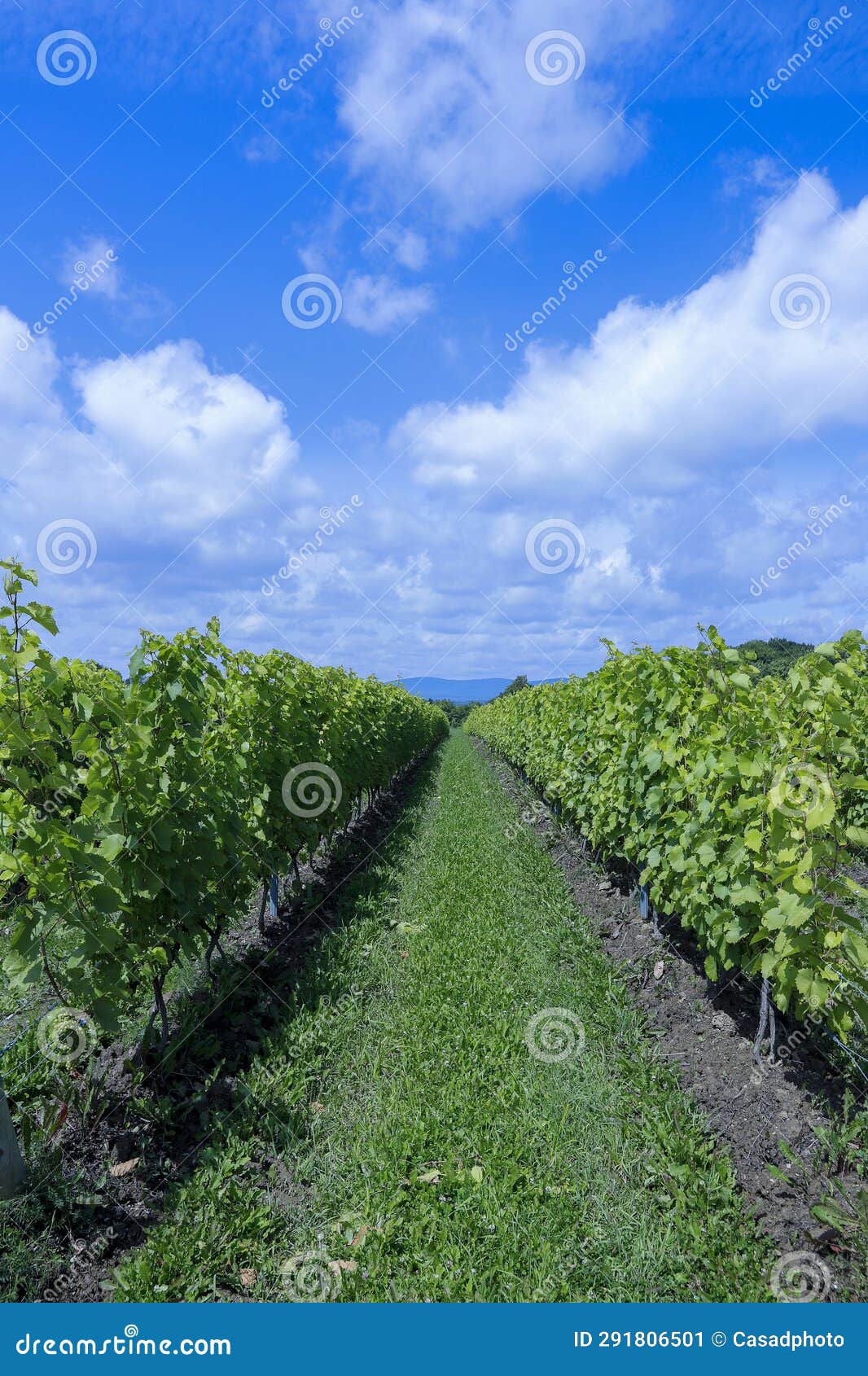 Vineyard with Frontenac Grapes. Quebec, Canada Stock Image Image of
