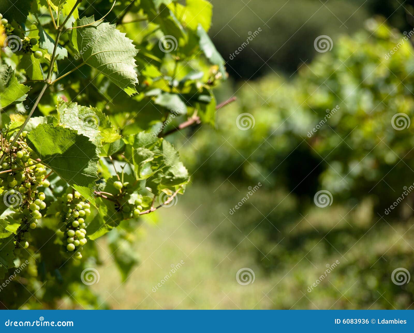 Vineyard grapes in France stock photo. Image of food, harvesting 6083936