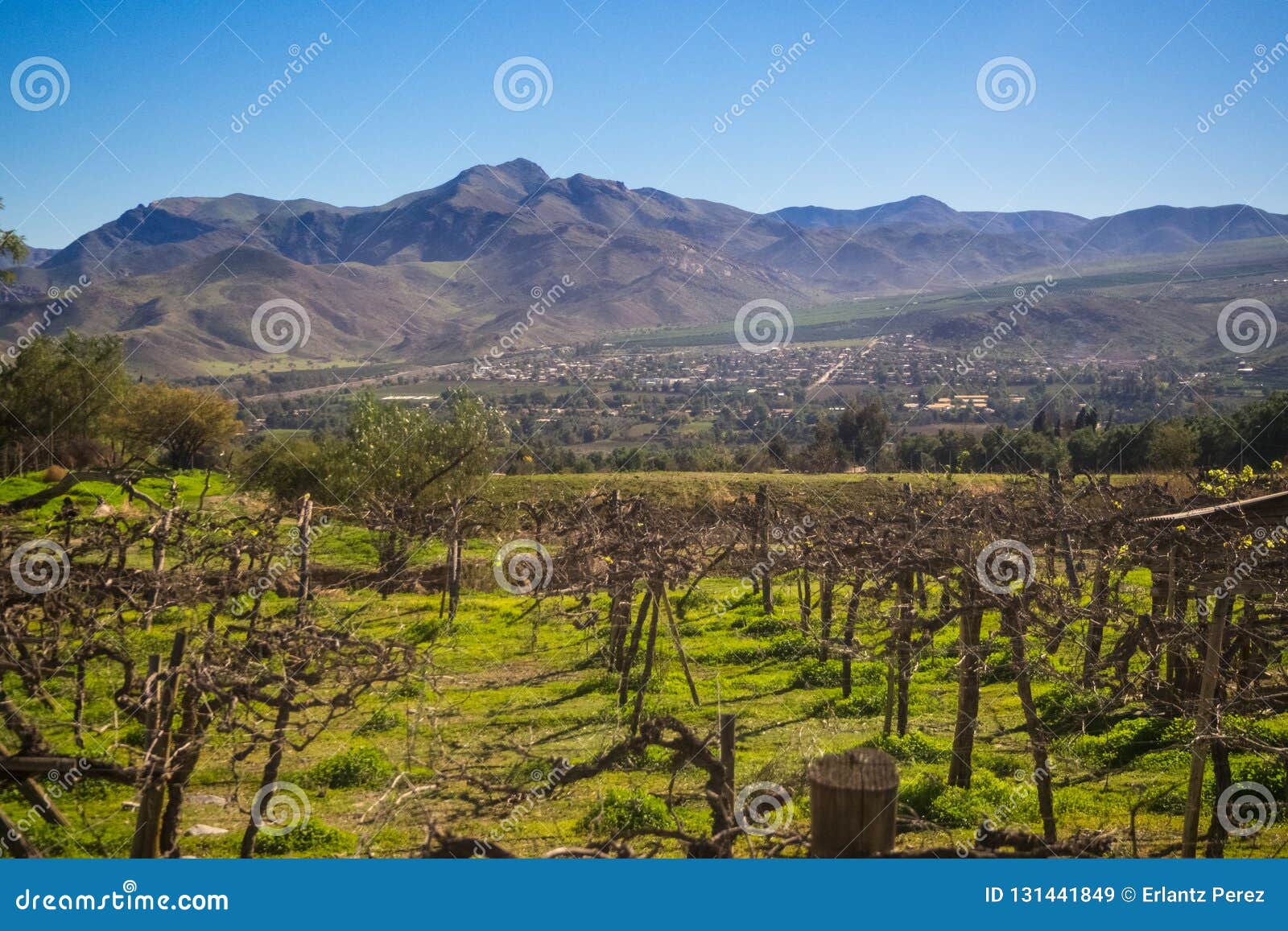 vineyard when grapevine flower. elqui valley, andes part of atacama desert in the coquimbo