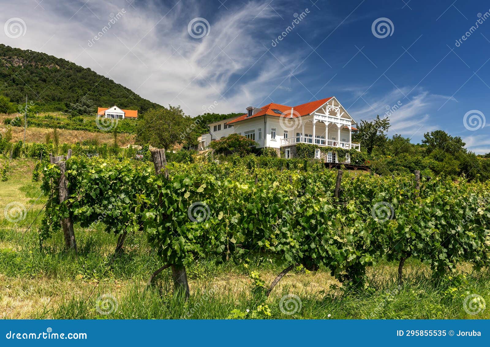 Vineyard with House in Balaton Uplands, Hungary Stock Image Image of