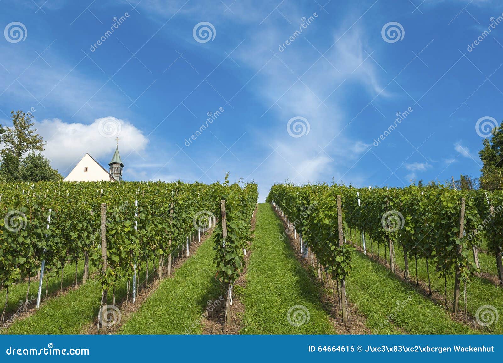 vineyard with jacobus chapel in gengenbach