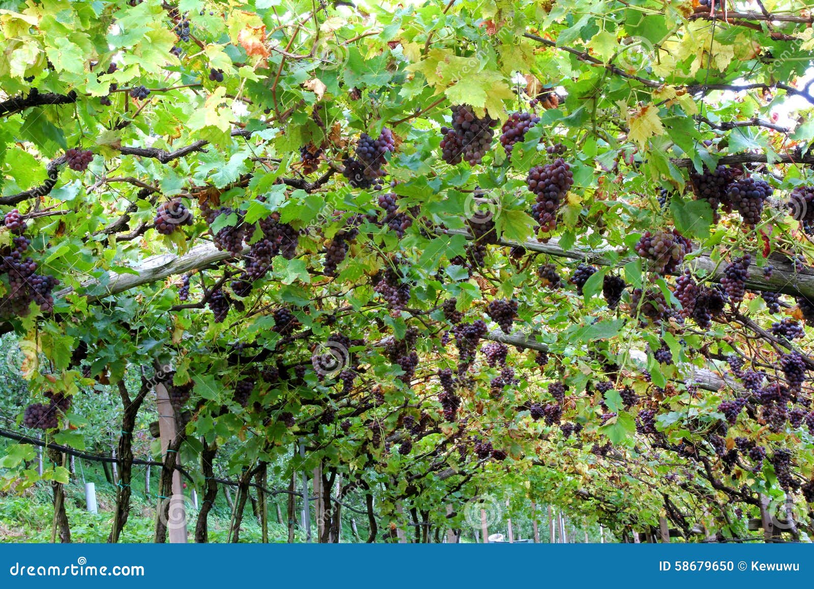 vineyard in lana, italy