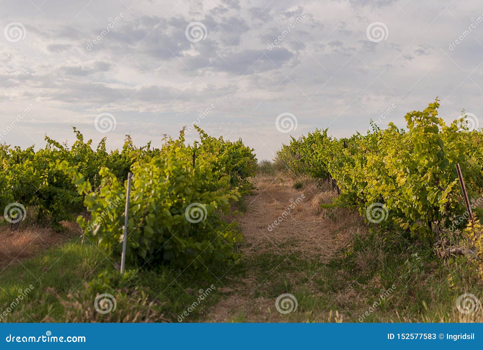 vineyard landscape with irrigation system with drip of water, at sunset. raÃÂ¯mat wines. caberneet sauvignon.merlot, syrah, pynot