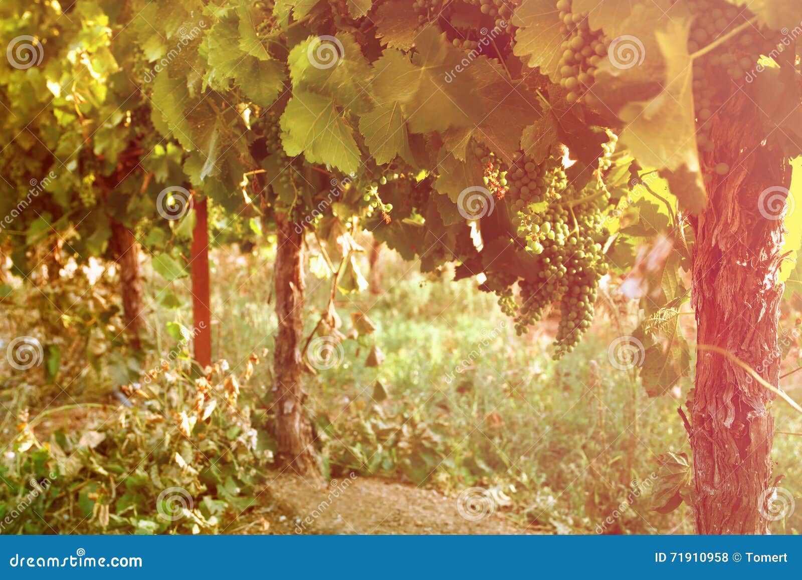 Vineyard Landscape. Vintage Filtered Image. Stock Photo Image of