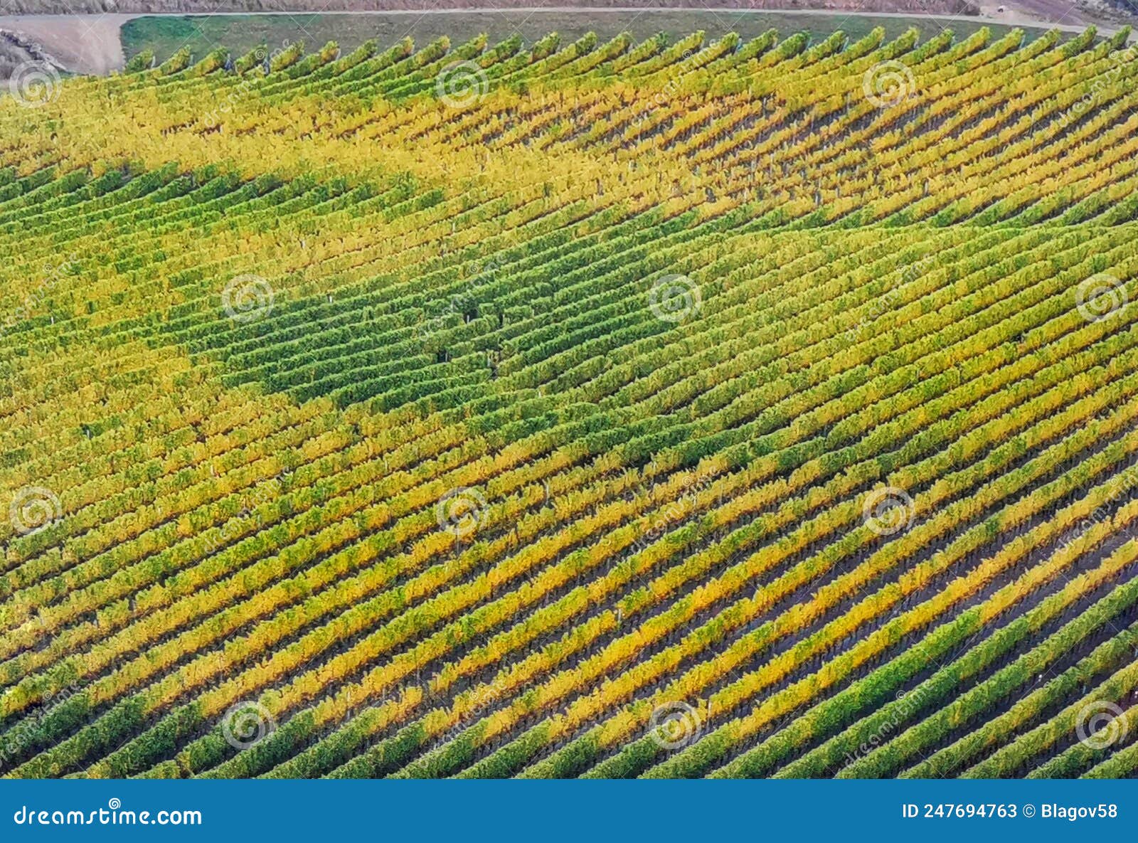 vineyard lines touched by yellow autumn colours