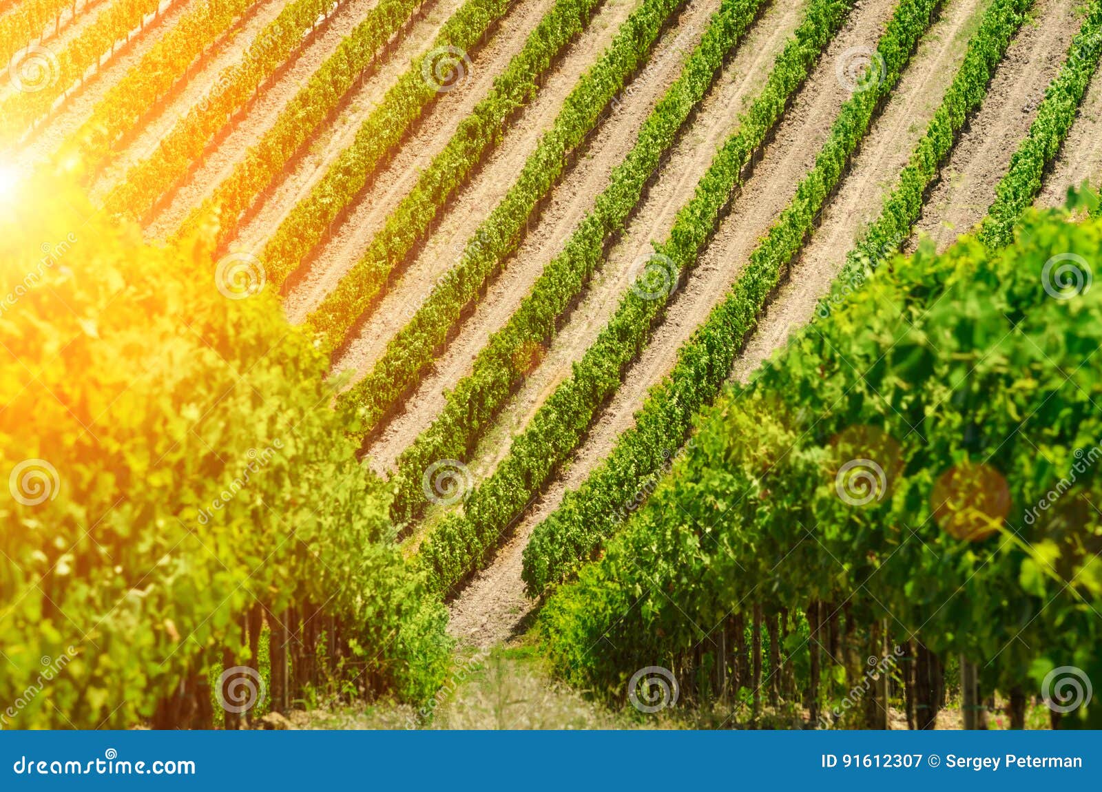 vineyard lines view