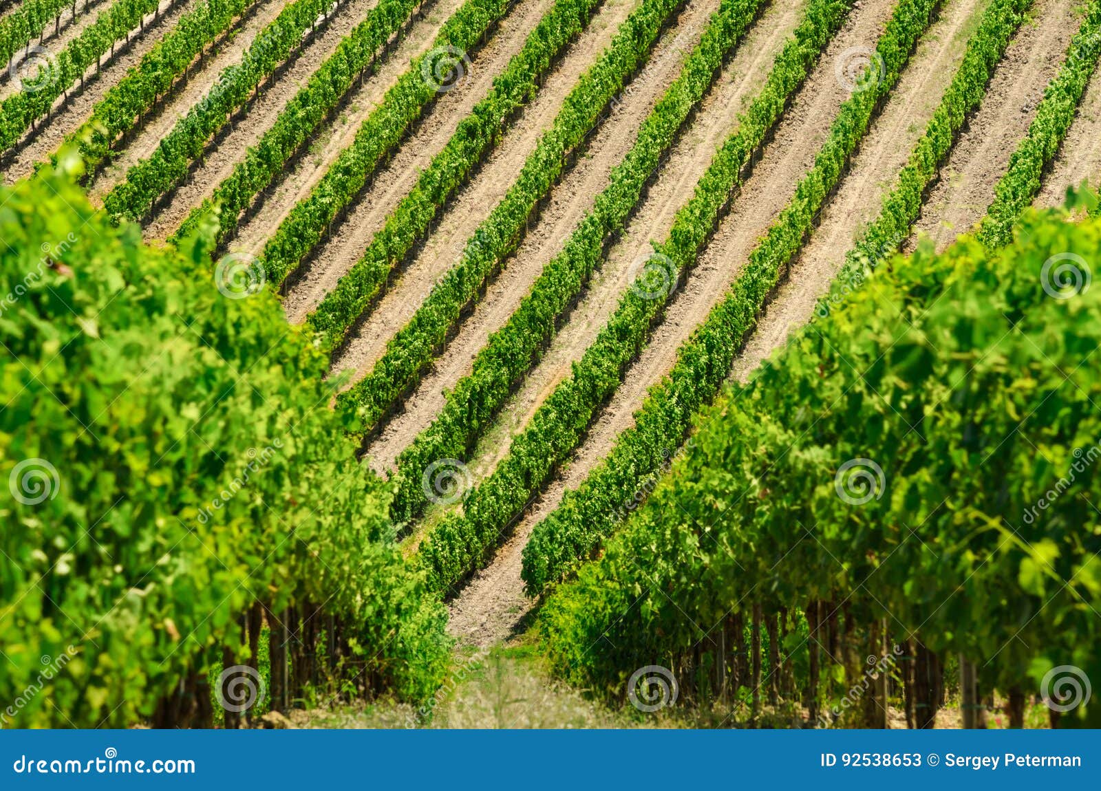 vineyard lines view