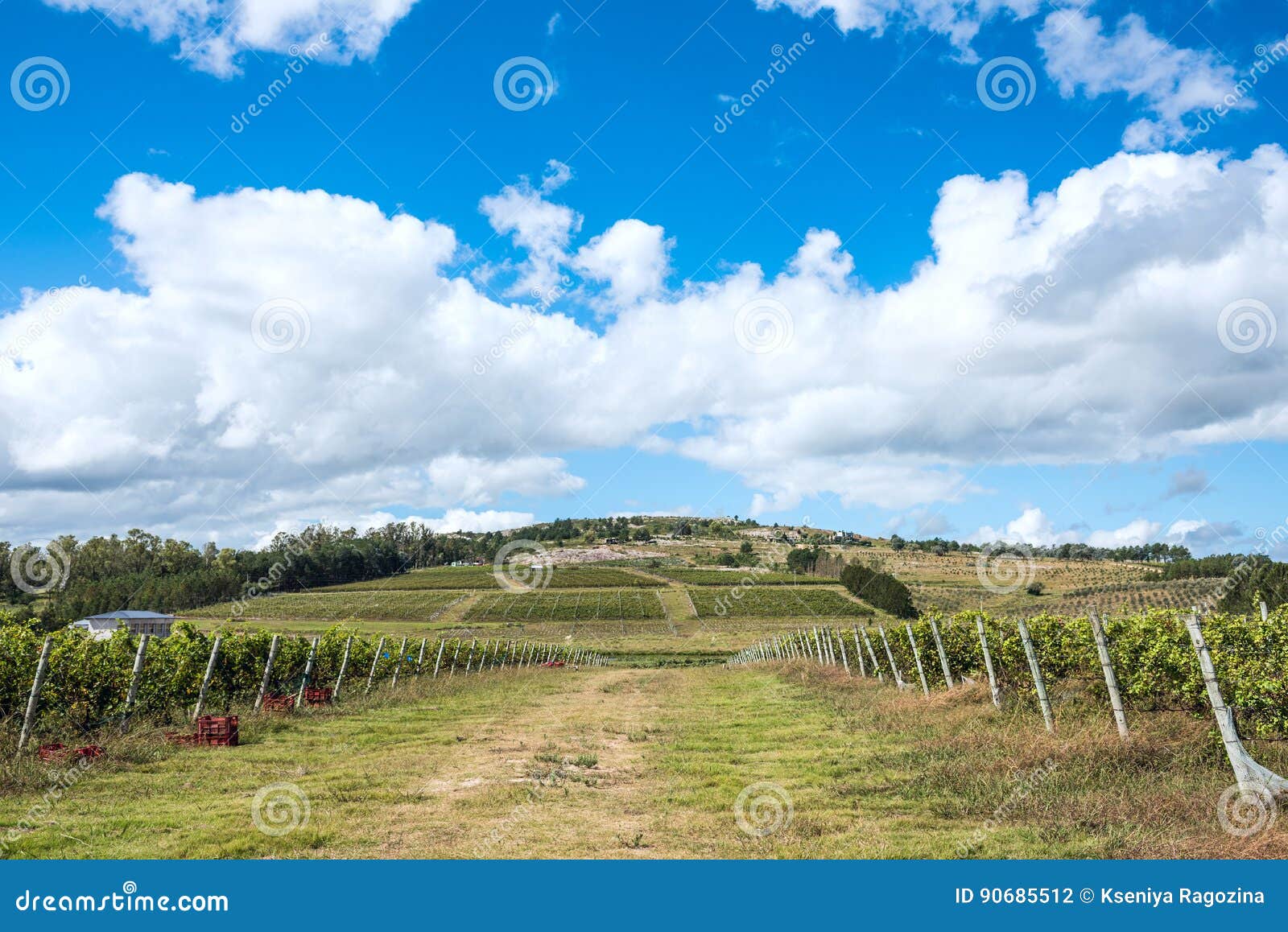 vineyard located near punta del este, part of the wine road of uruguay