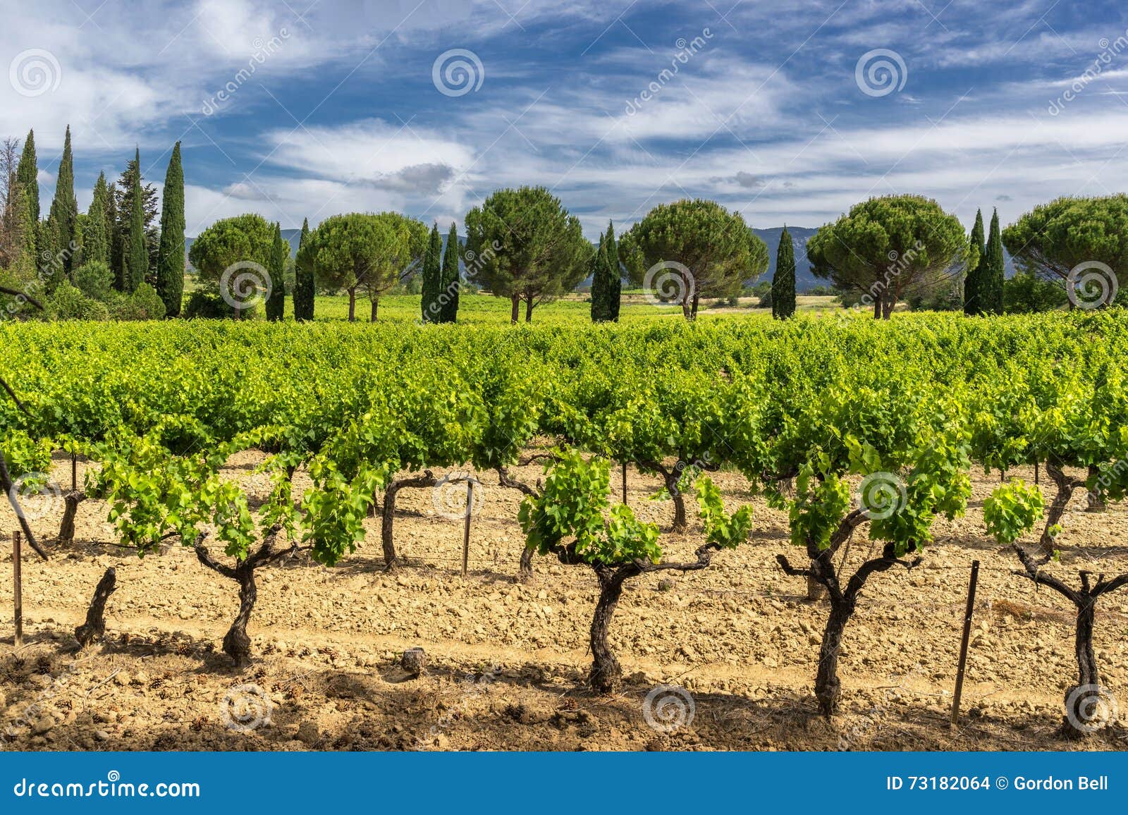 vineyard in the luberon
