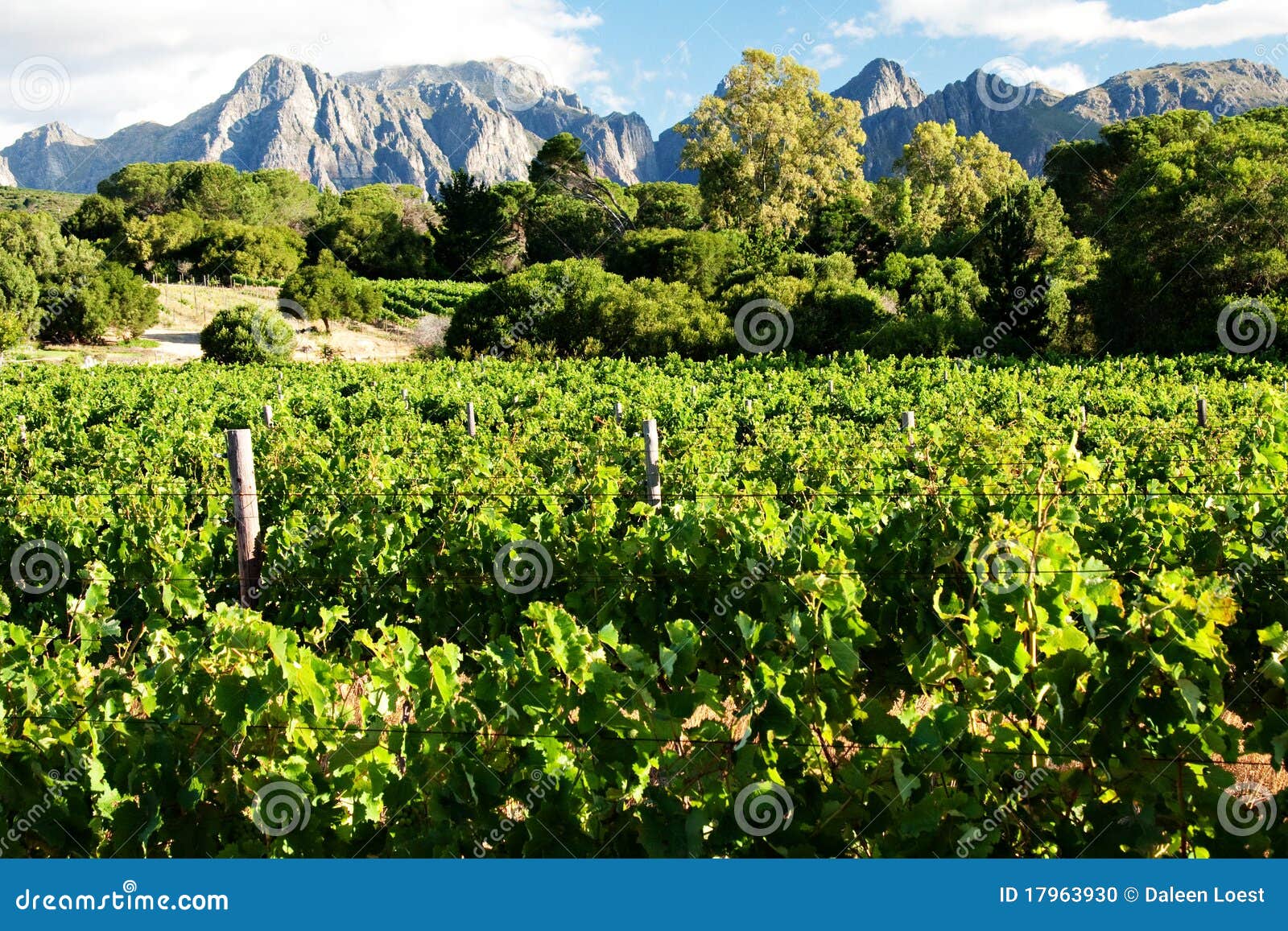 Vineyard for making wine stock photo. Image of landscape 17963930