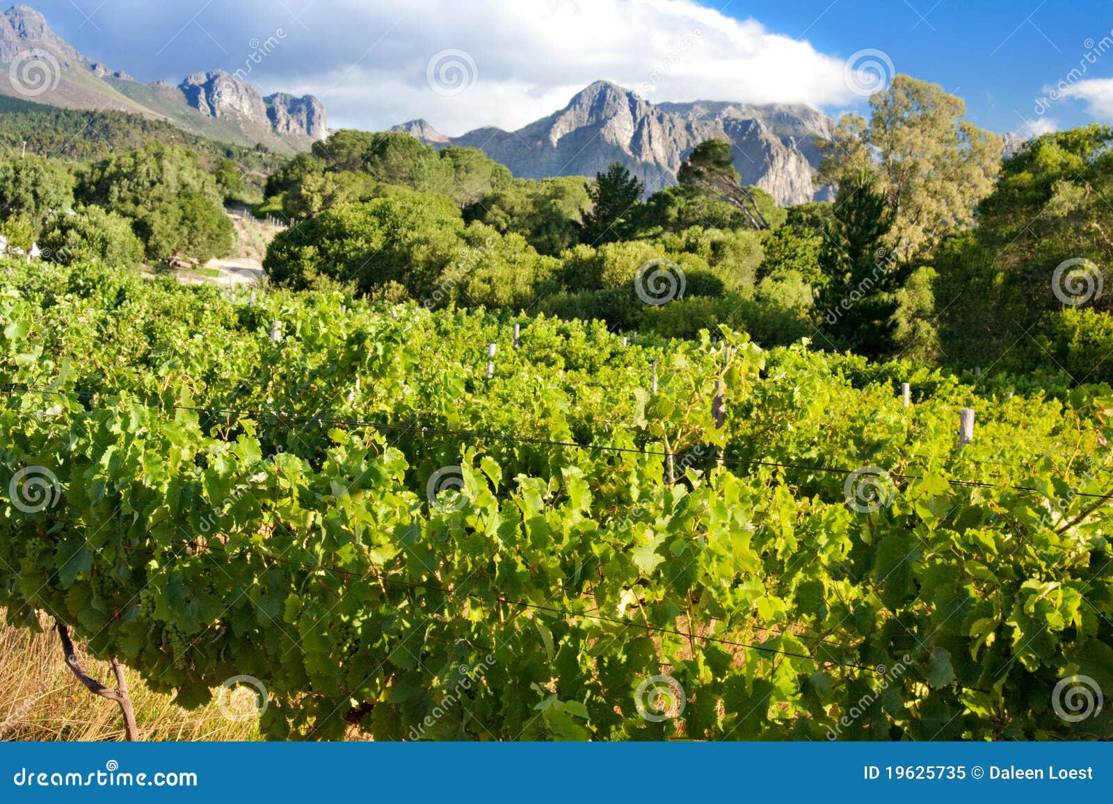 Vineyard for making wine stock image. Image of outdoor 19625735