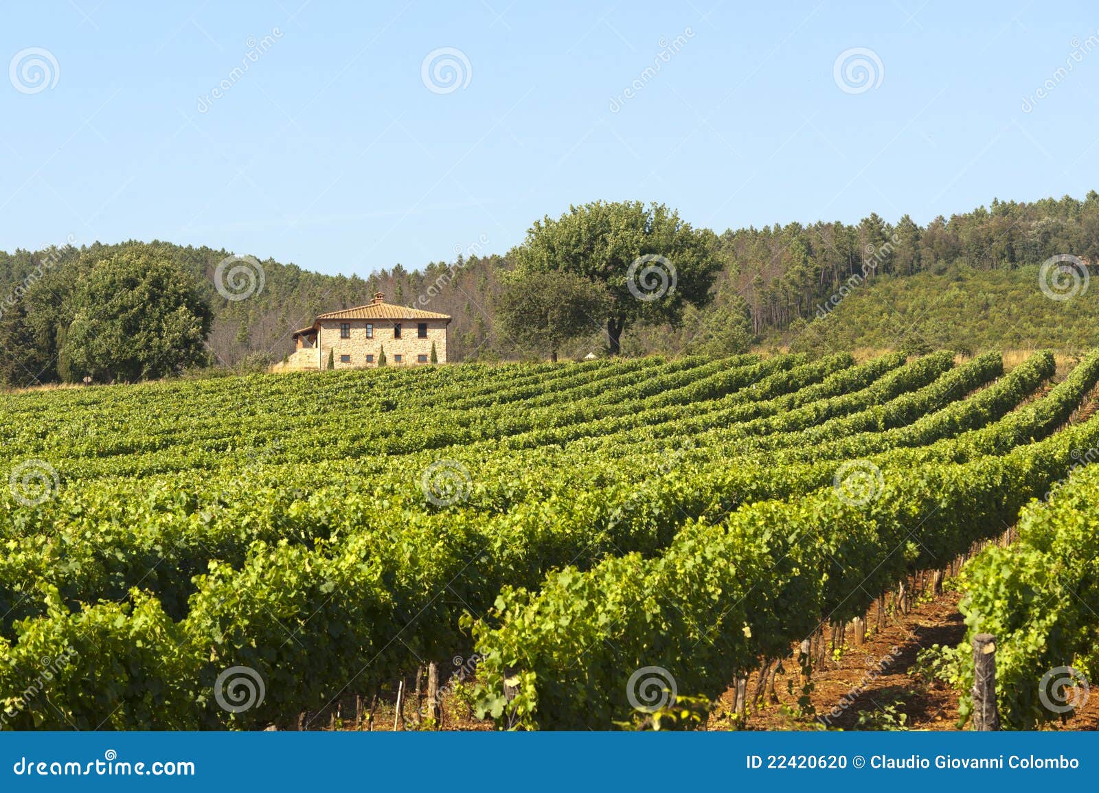 vineyard in maremma (tuscany)