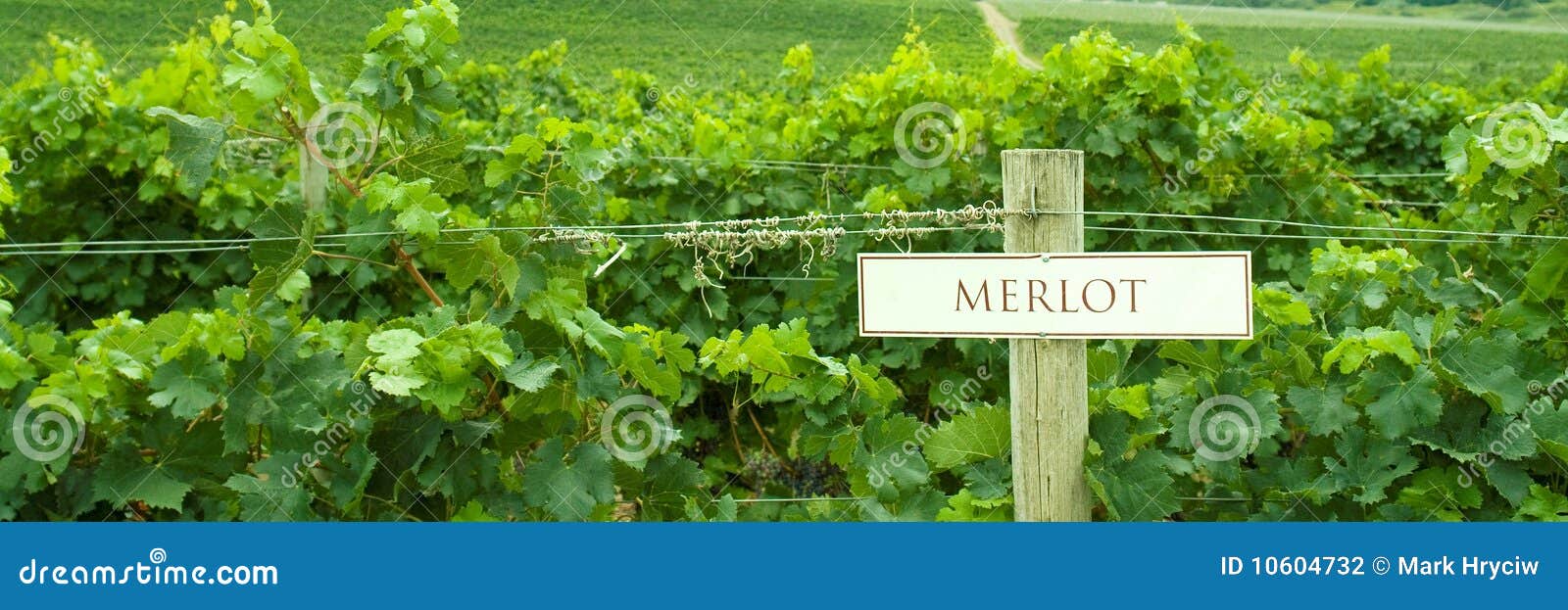 vineyard merlot sign