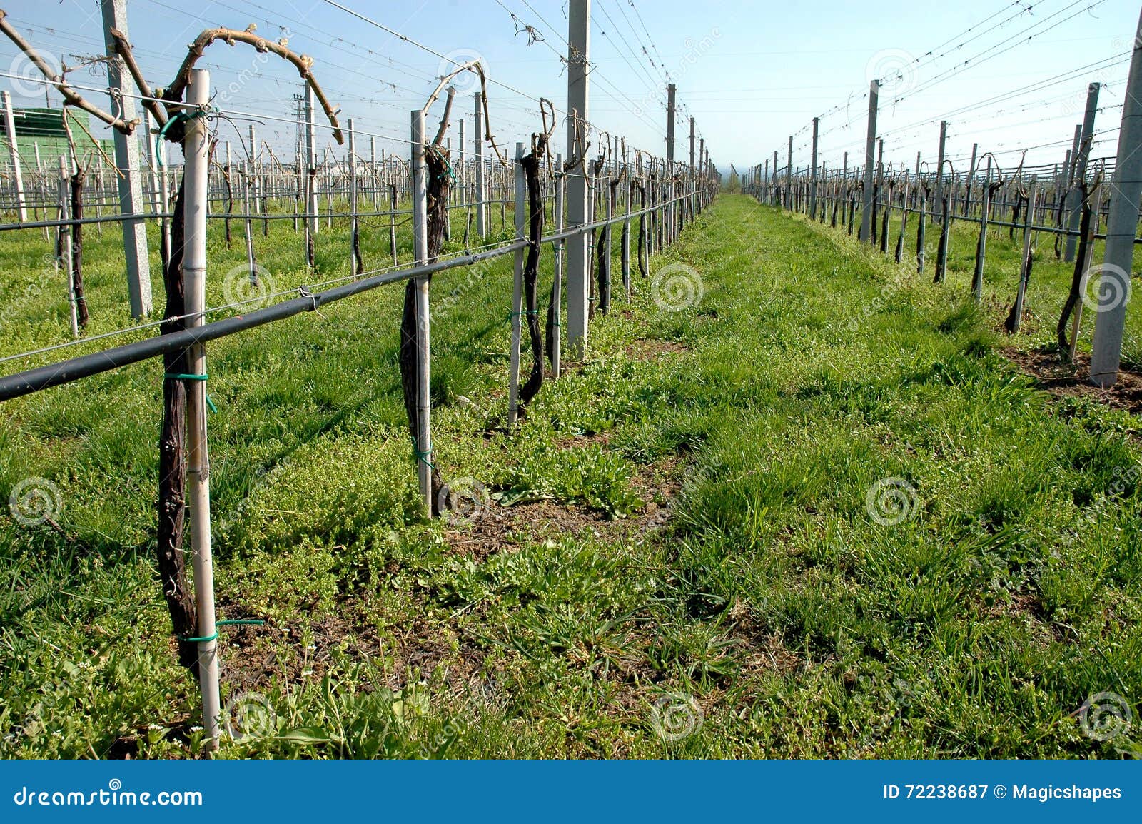Vineyard with Modern System for Irrigation Stock Image Image of