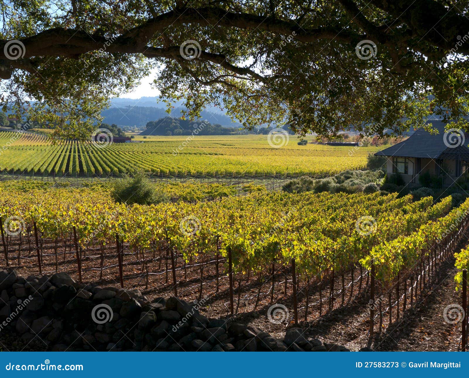 vineyard in napa valley