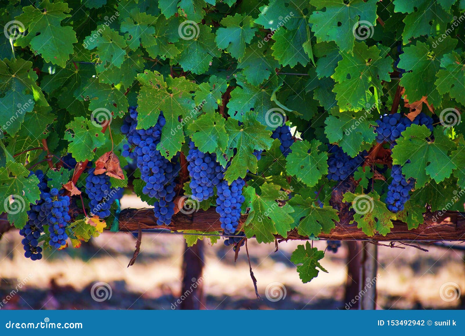 vineyard in napa valley