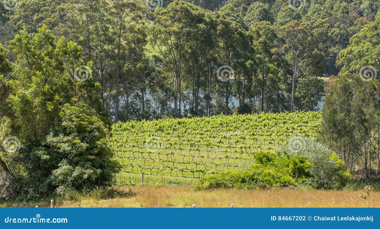 Vineyard in NSW stock photo. Image of building, autumn 84667202