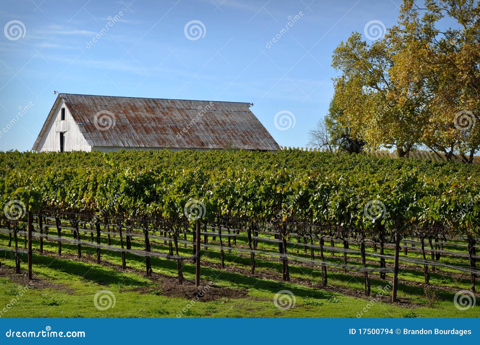 Vineyard With Old Barn Stock Photo Image Of Antique 17500794