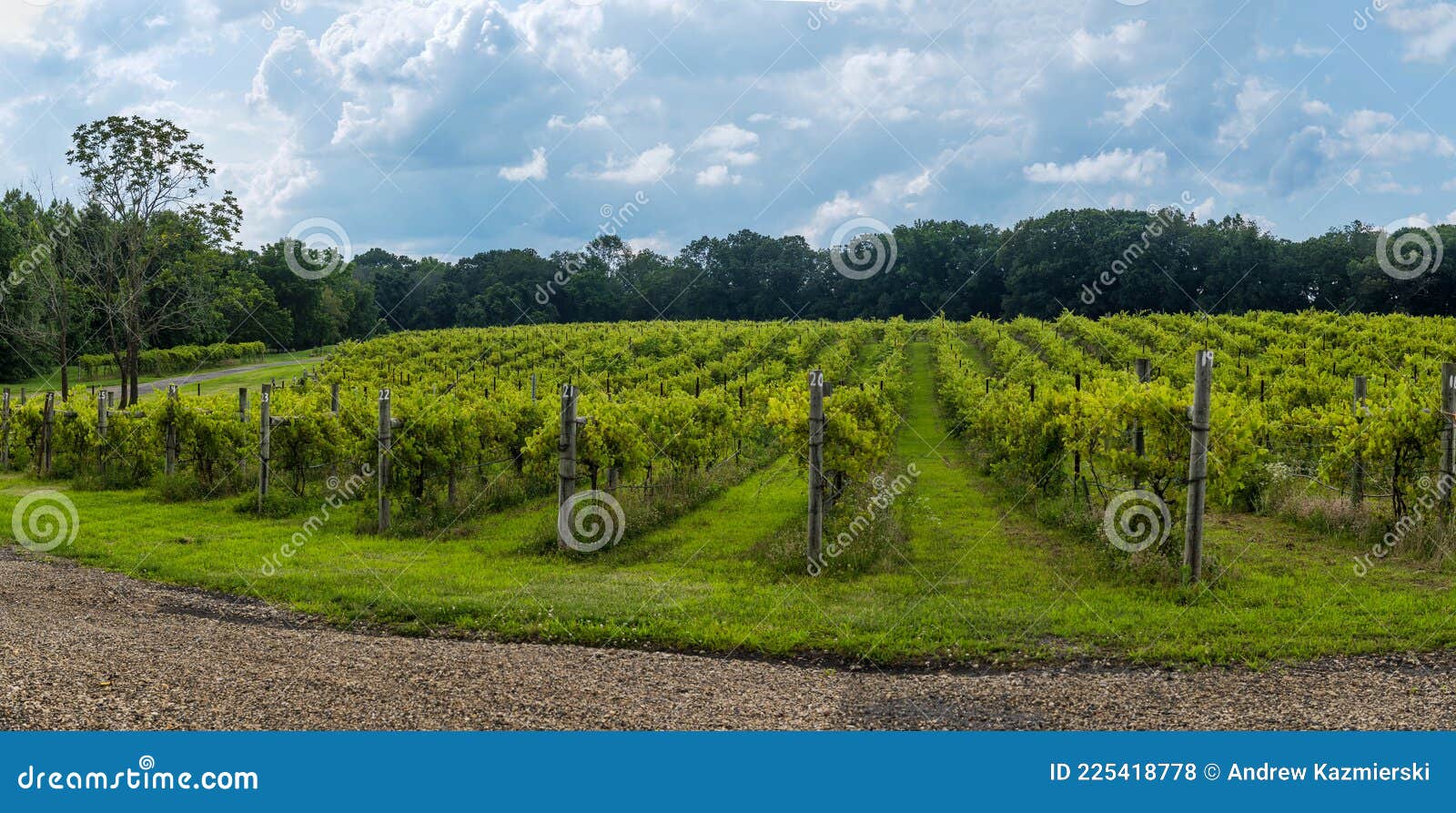 Vineyard Panorama stock photo. Image of seasons, jersey 225418778