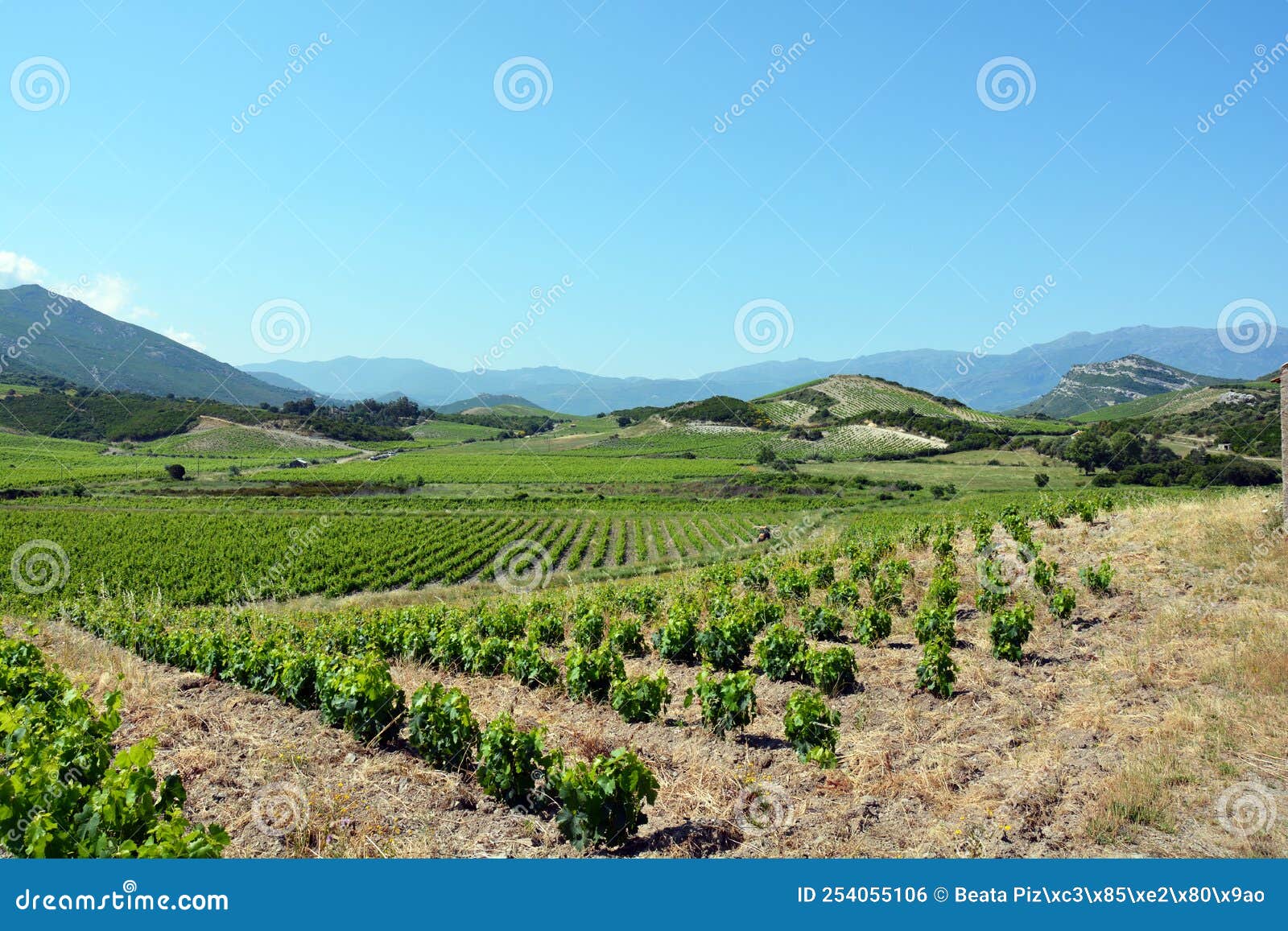 vineyard in patrimonio