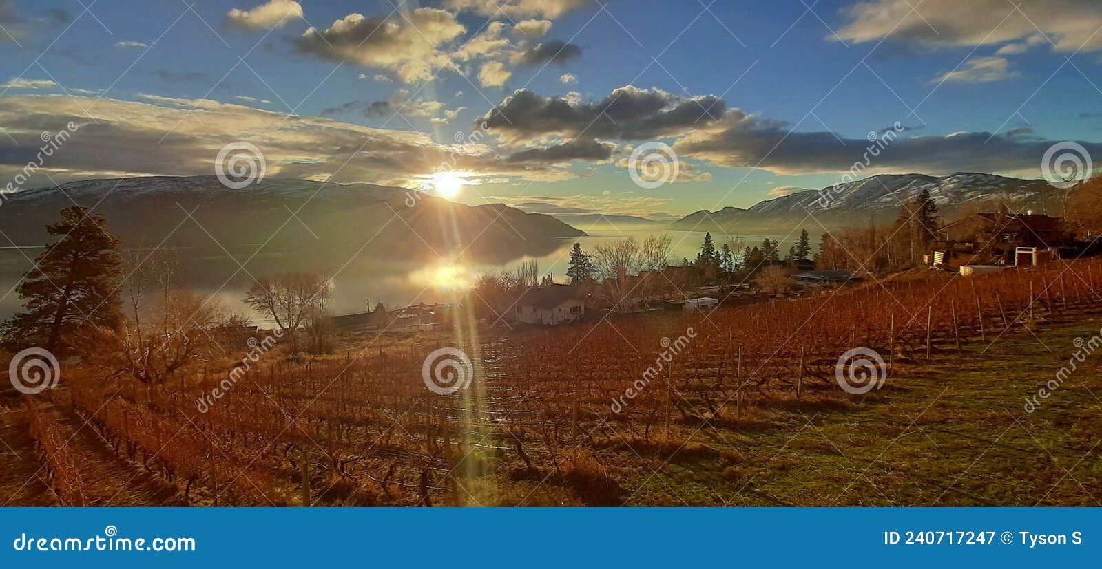 Vineyard in Peachland stock image. Image of landscape 240717247