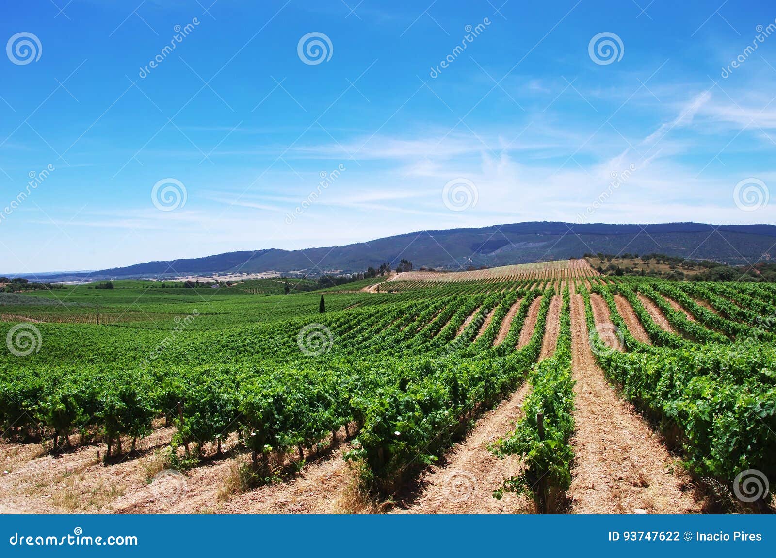 vineyard plantation in the alentejo region