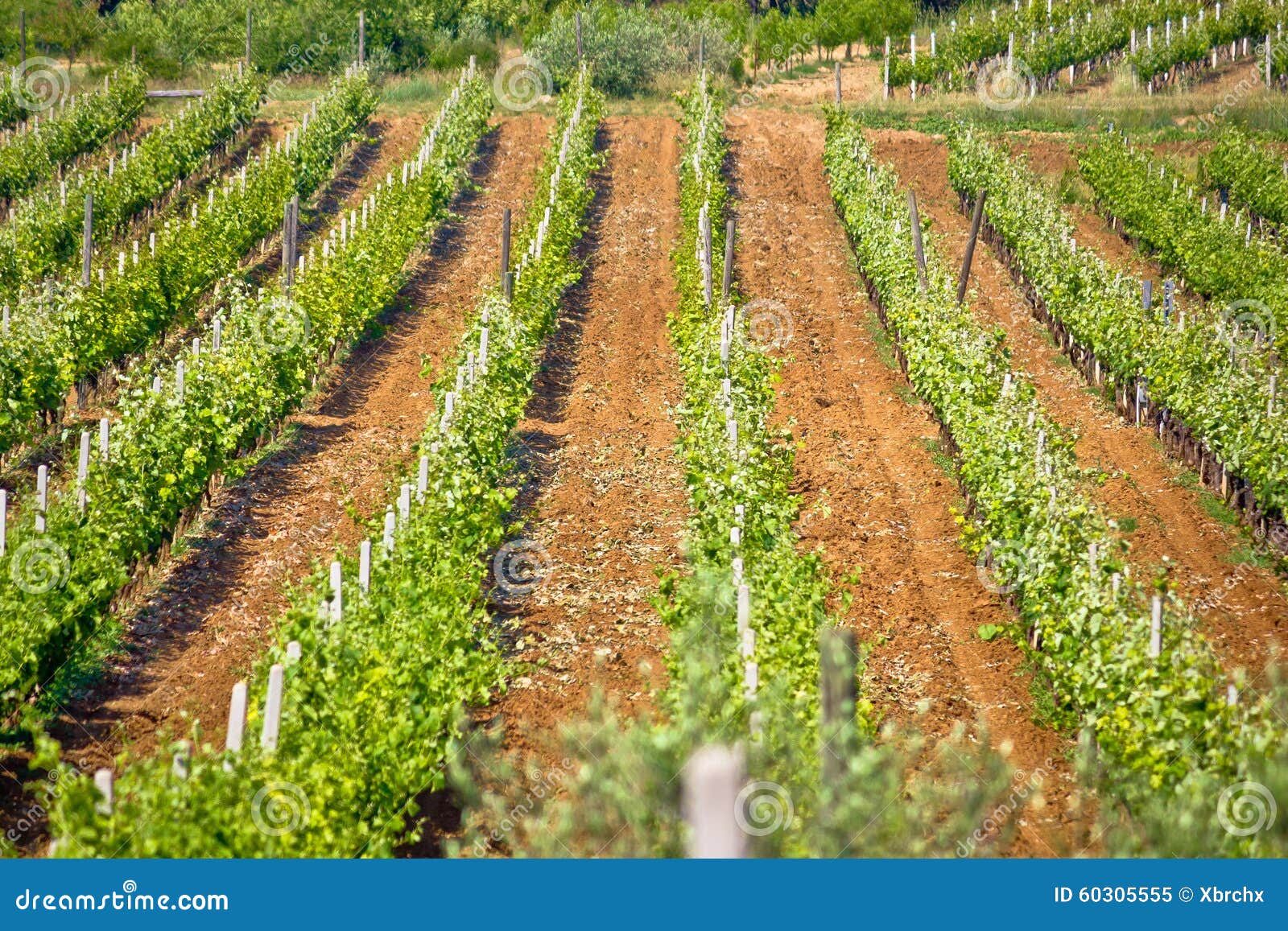 Vineyard on red dirt view stock image. Image of beautiful 60305555